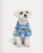 Sky Blue (Coconut Tree)