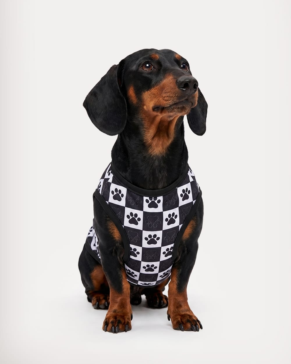 Black Paw Print