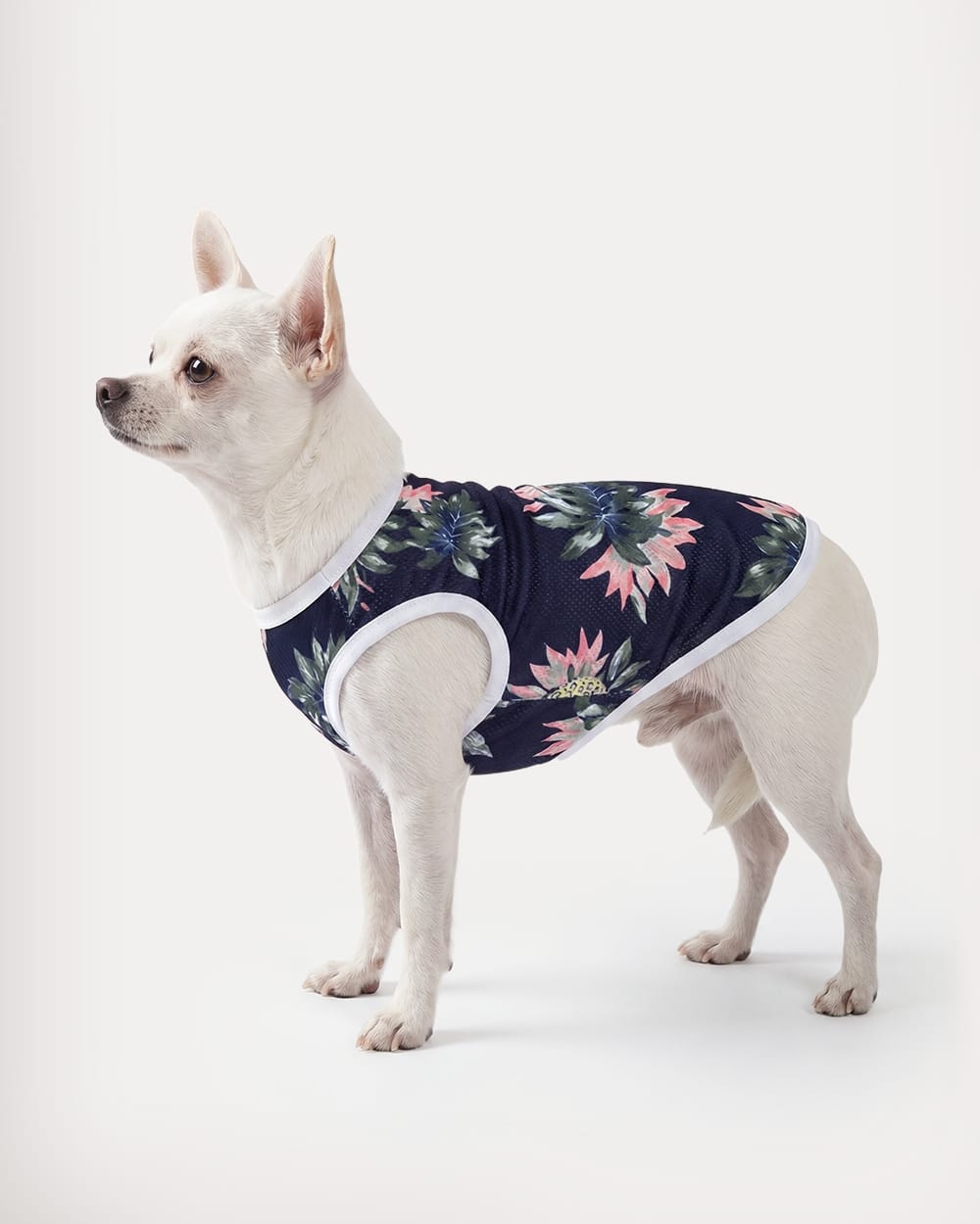 Navy Pineapple